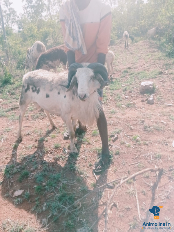 Premium Nali Sheep Sheep for Adoption