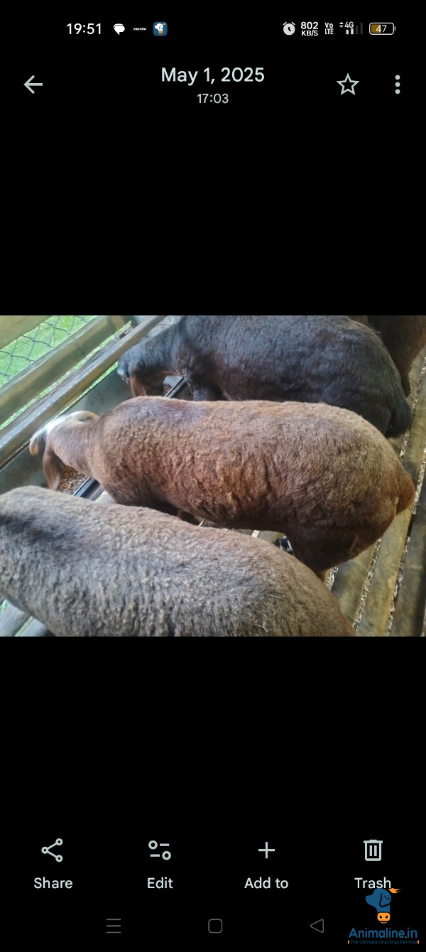 Healthy and Active Male Bellary for Sale