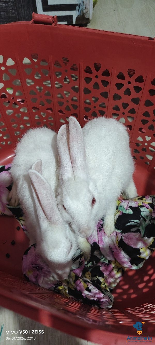 Premium  Rabbit for Adoption