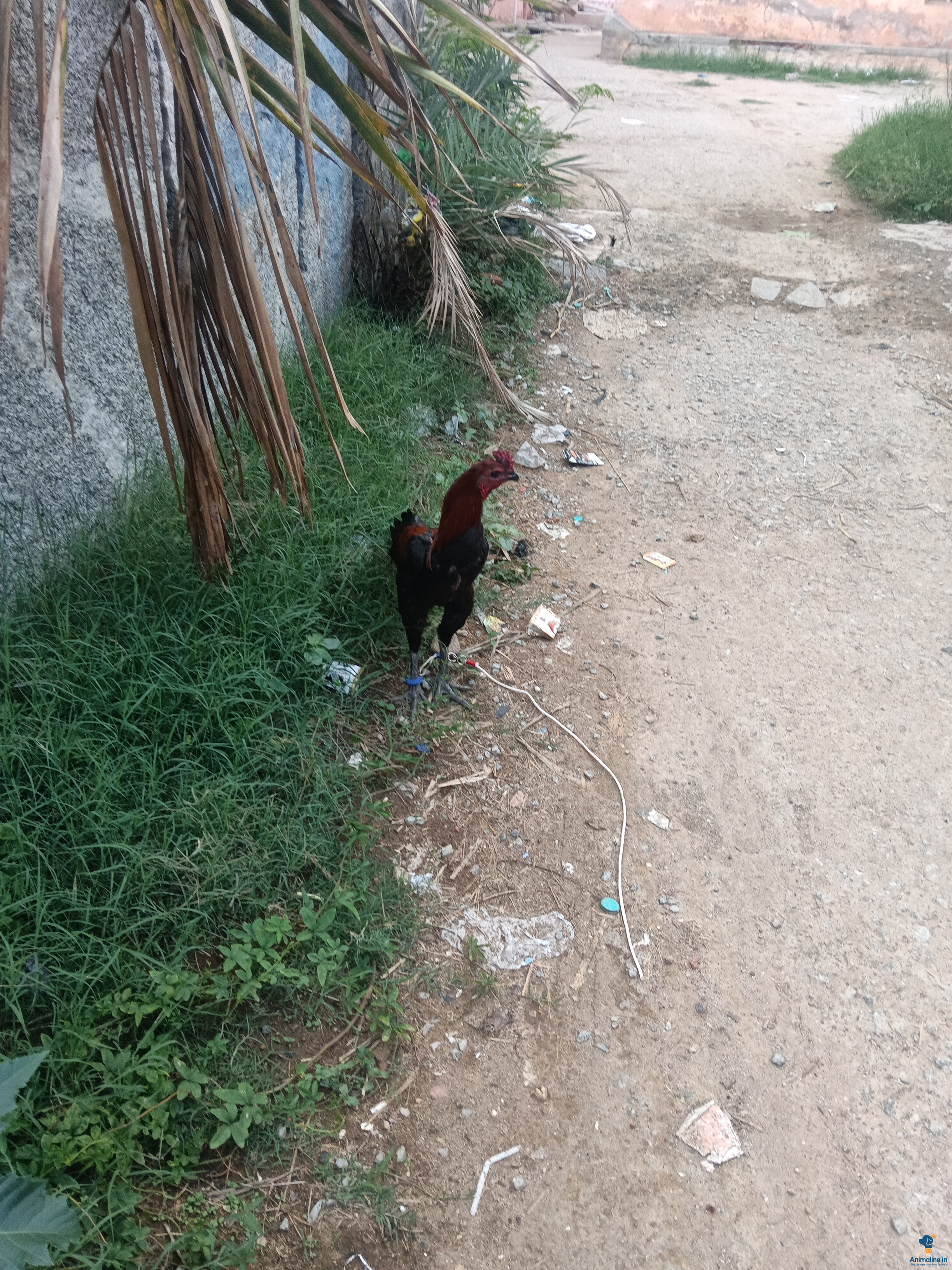 ಉತ್ತಮ ಒಡೆದಾಟ 