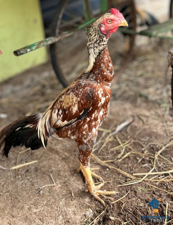 Healthy and Active Male Aseel for Sale