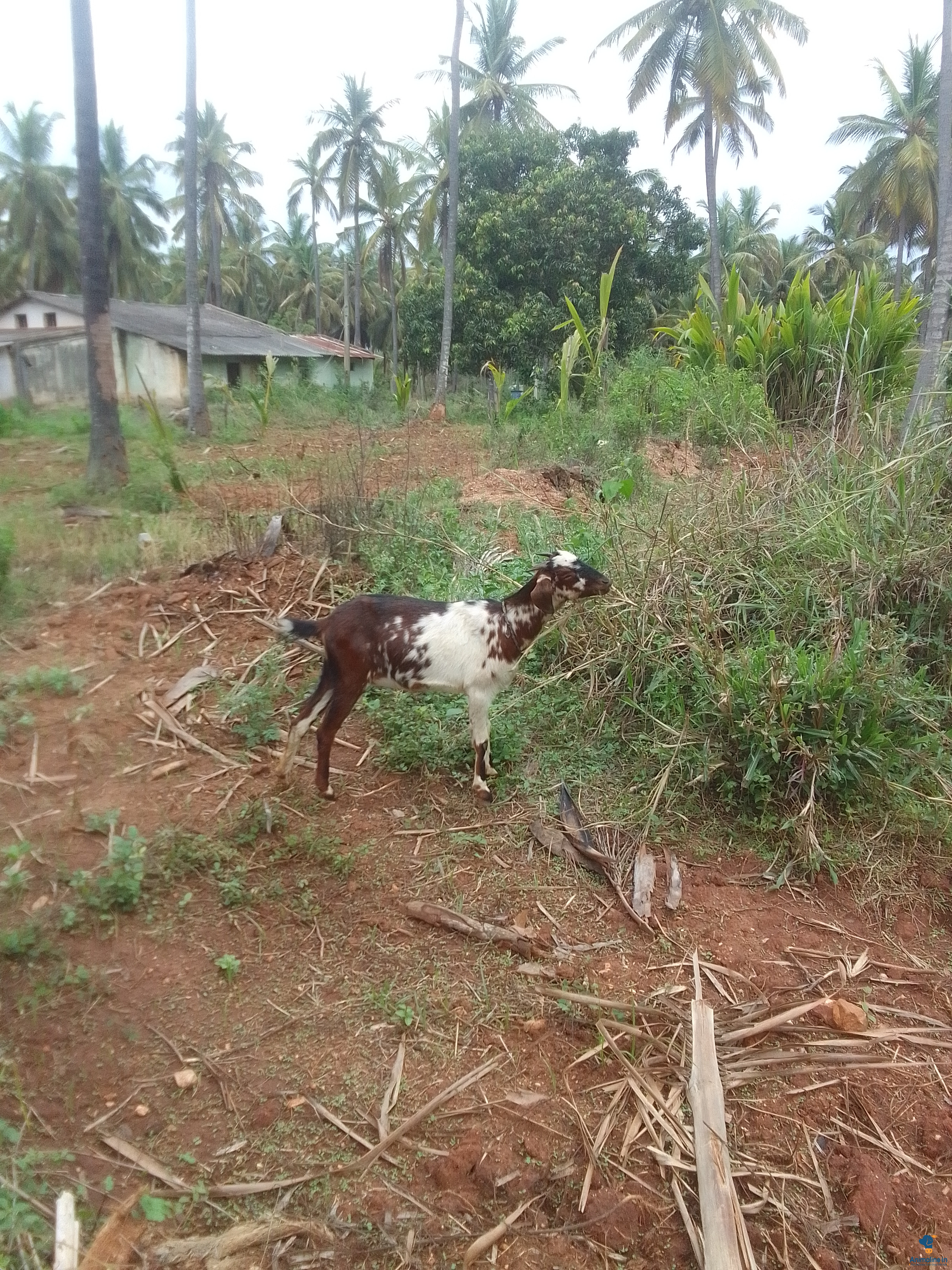 Female goat for salek