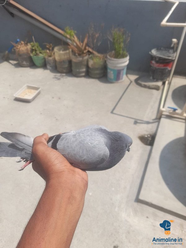 One year old