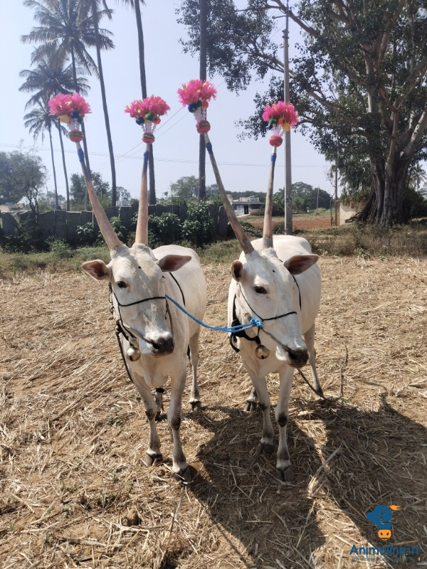 ನಾಟಿ ಎತ್ತುಗಳು ಹೋರಿಗಳು 