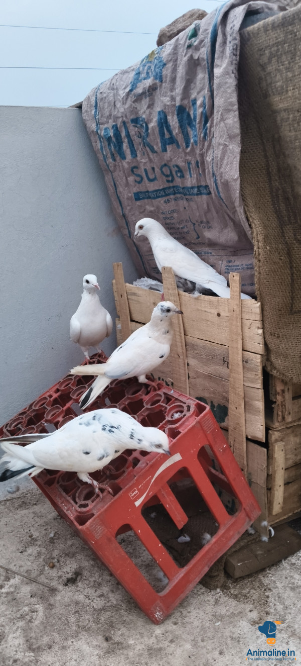 ಮಾರಾಟಕ್ಕಿದೆ ಆರೋಗ್ಯಕರ ಪುರುಷ ಮತ್ತು ಮಹಿಳೆ