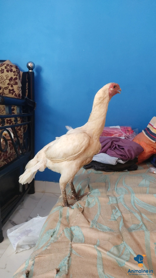 बिक्री के लिए स्वस्थ और सक्रिय महिला Aseel