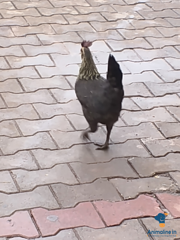 1 ವರ್ಷದ ಕೋಳಿ ನಾಟಿ 