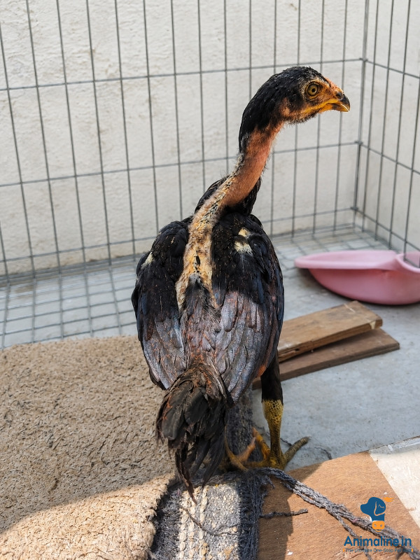 Healthy and Active Male Aseel for Sale