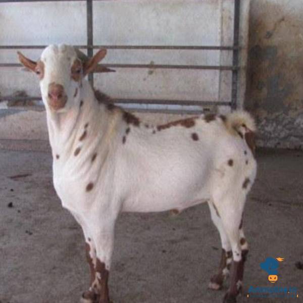 2 saal ka barbara tedy breader bakra