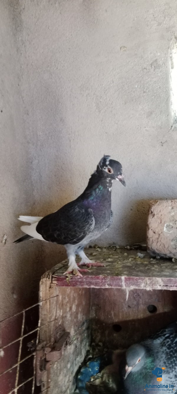 11 months femel bird