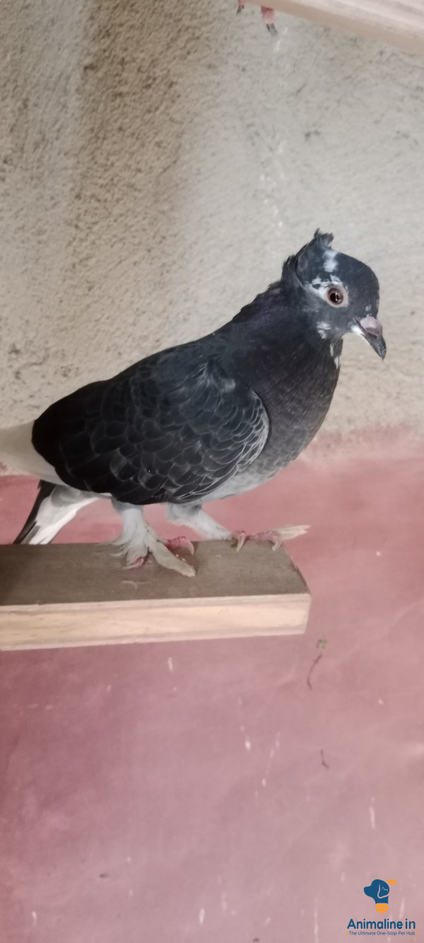 Luxury Property