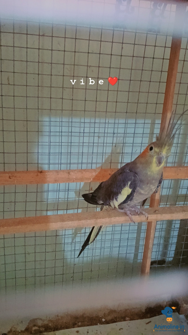 1 year old grey pied cockatiel 