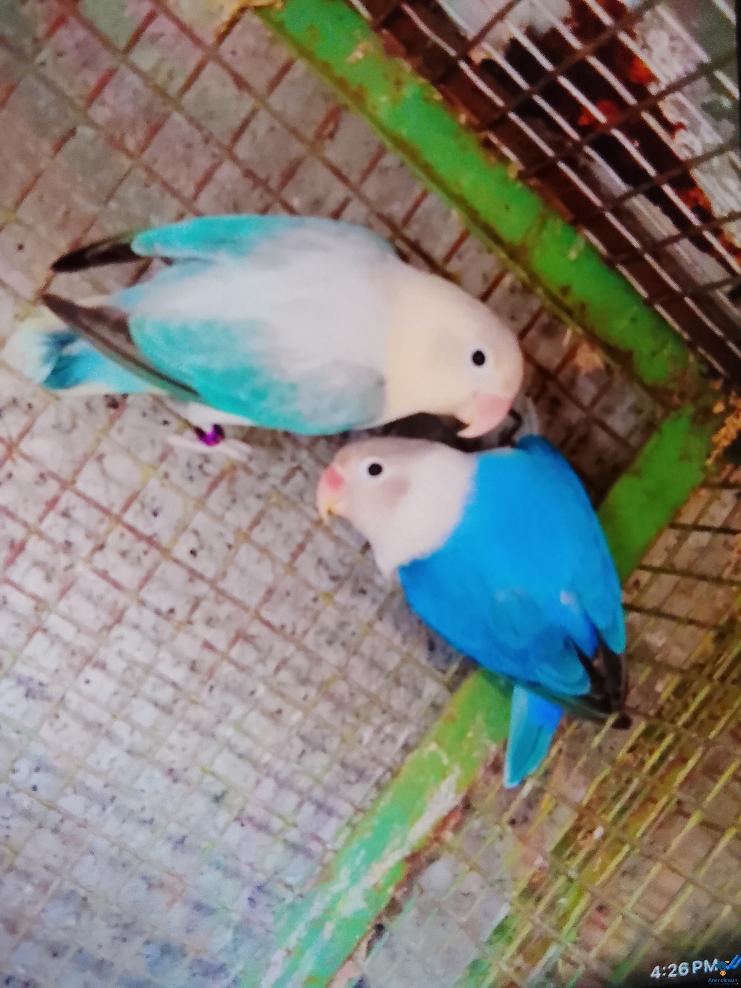 African love birds breading pair, location Bangalore 