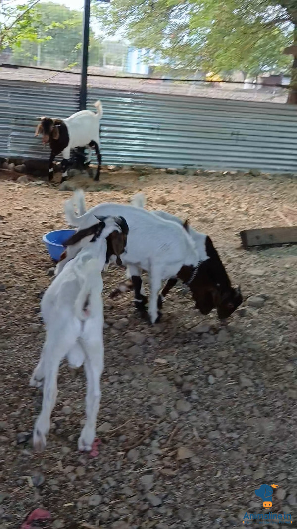 9 months completed male boer goat 