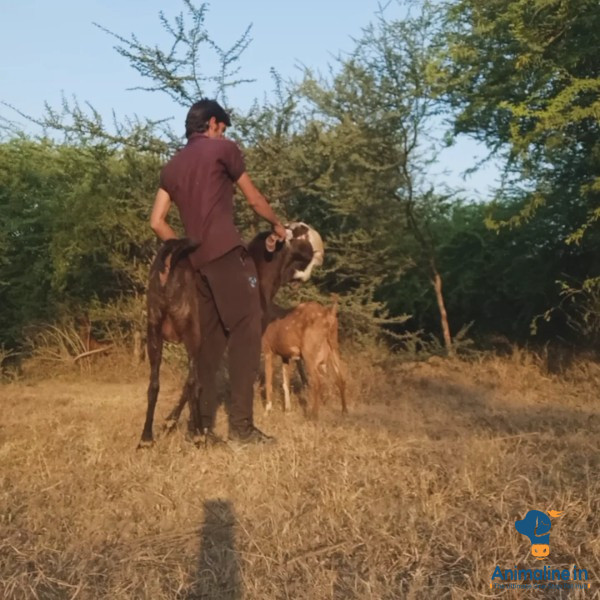 8 daat bakra