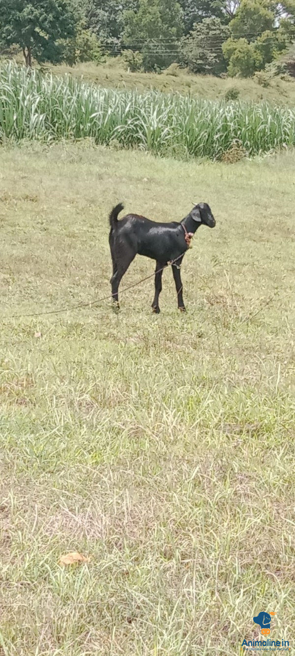 10 months old female goat