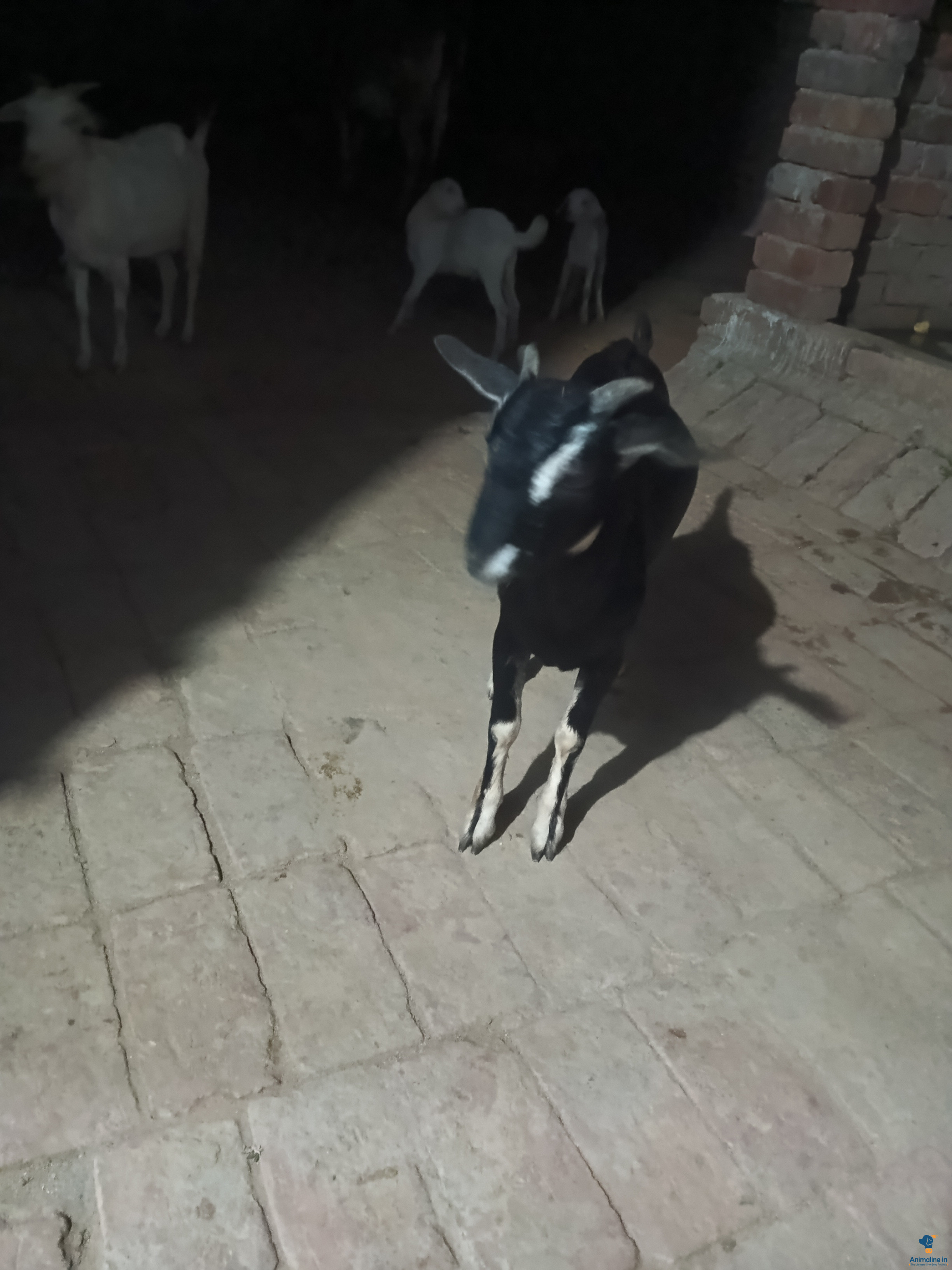 5 month black colour 