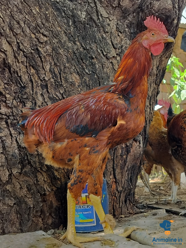 8 month rooster 
