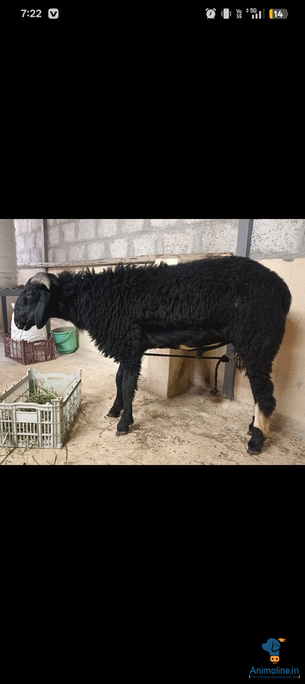 8 month old age sheep