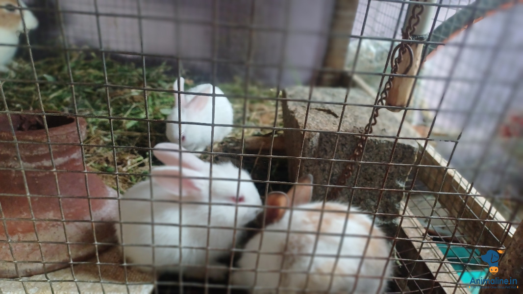 4 month rabbit 