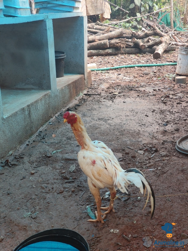 Fighter cock