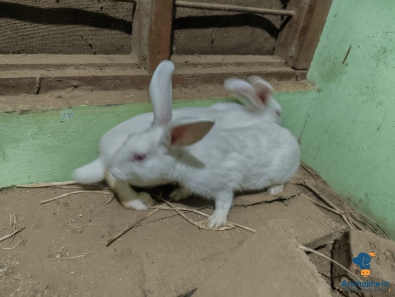 5 months old Rabbits 