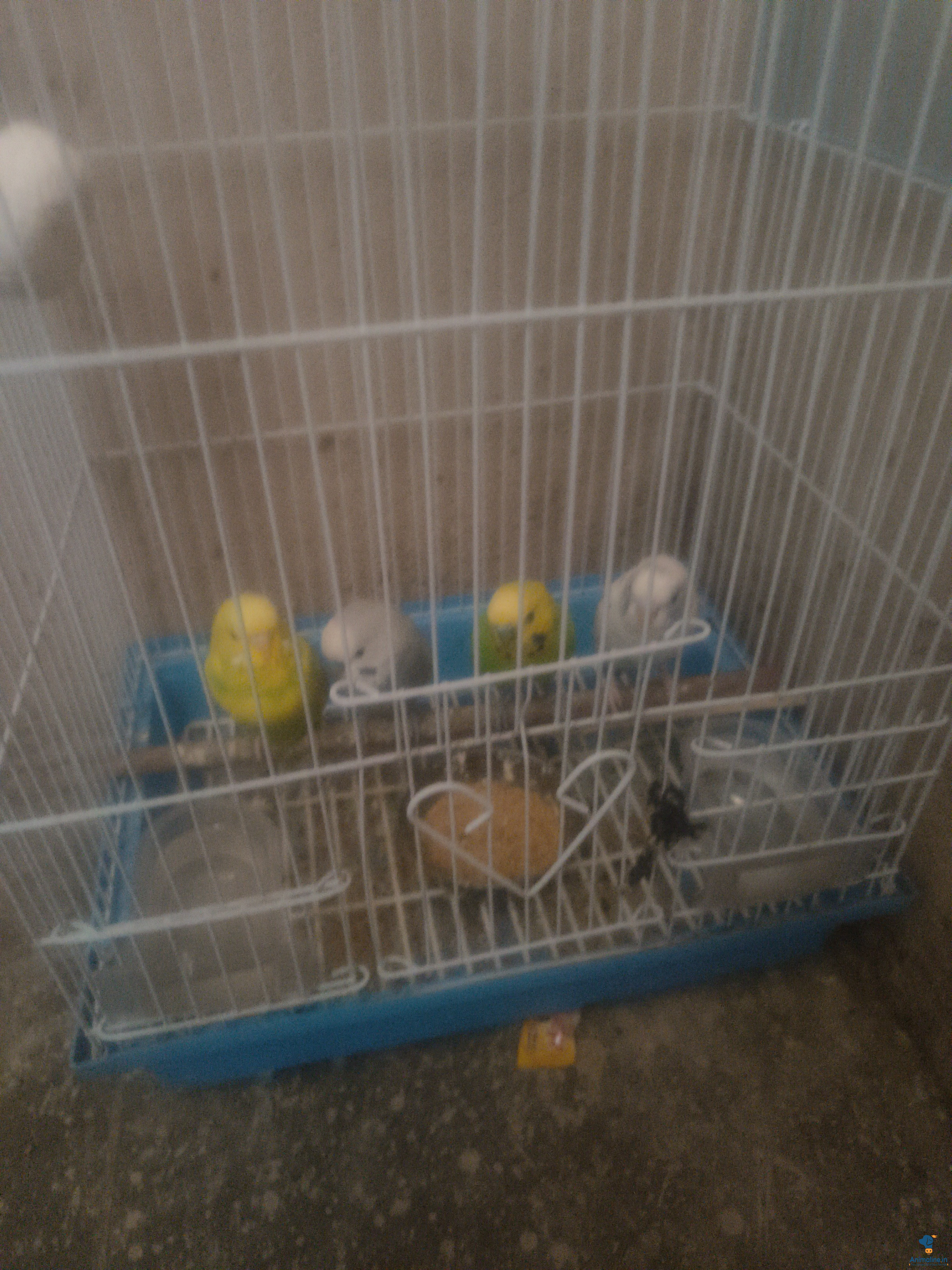 Premium  Bird for Adoption