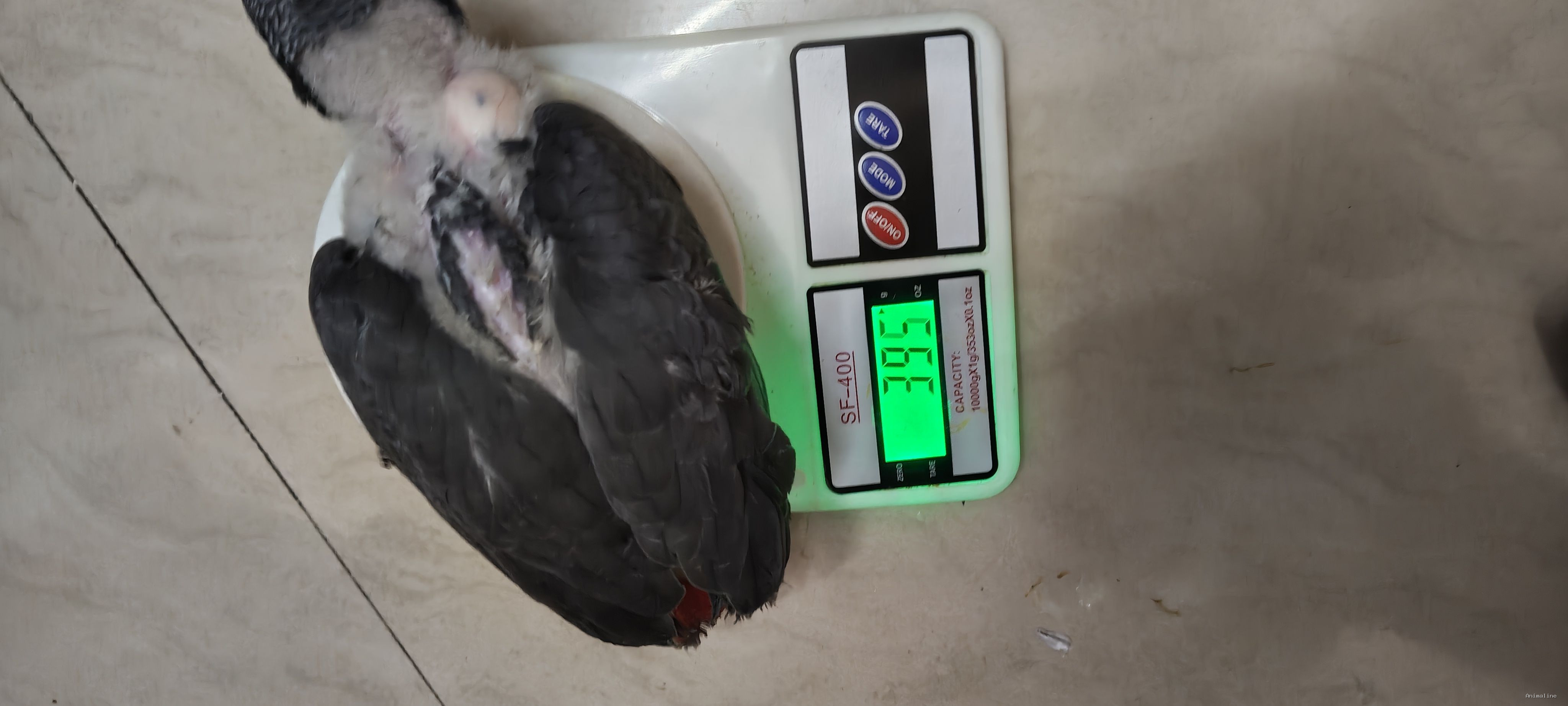 Congo Grey parrot heavy size weaned chick pair available