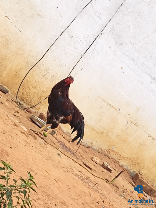 2 years old hen