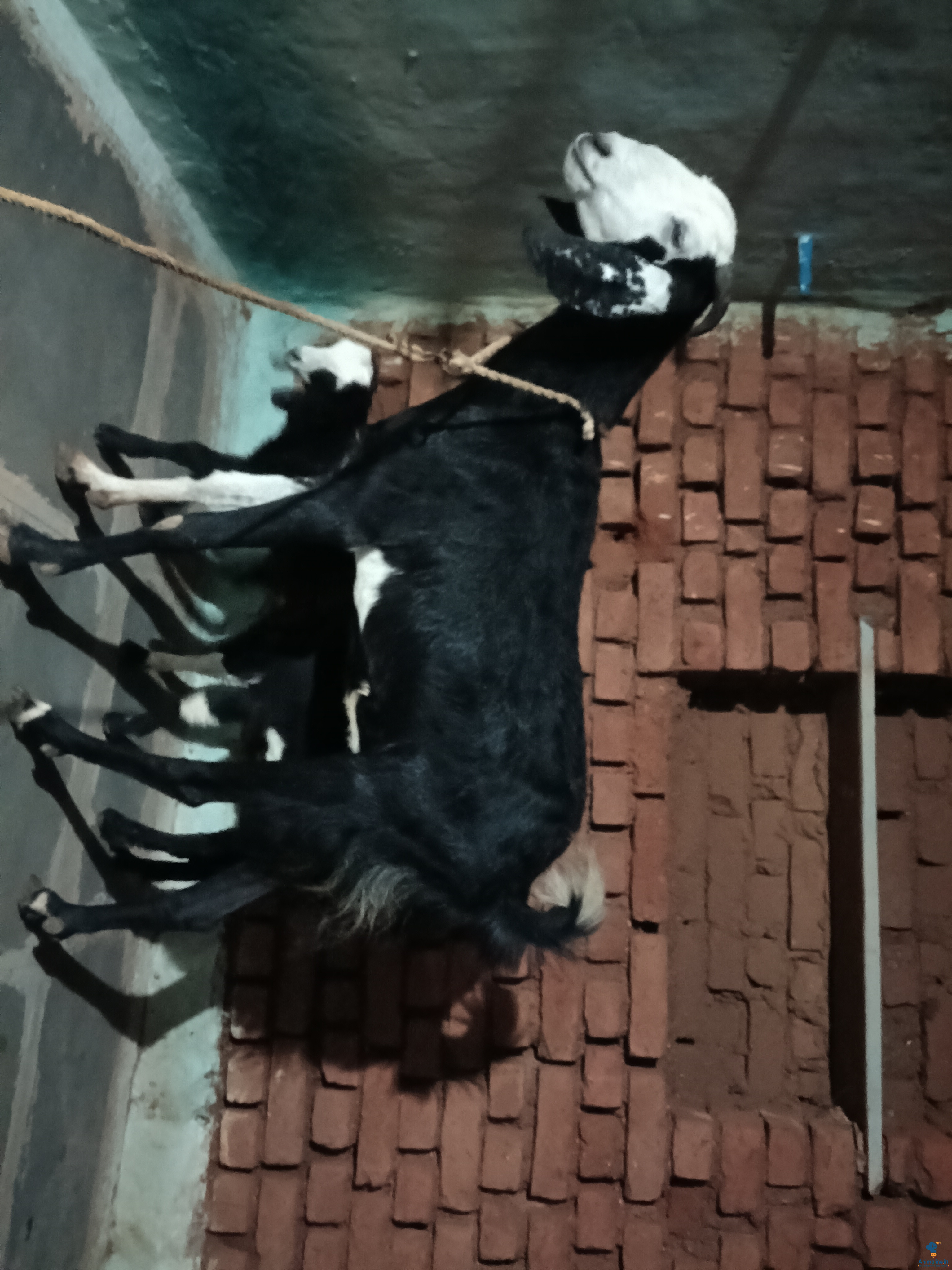 Only one goat for sale