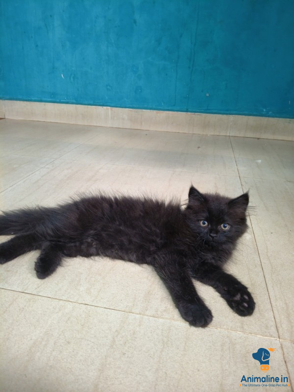 2 month cats