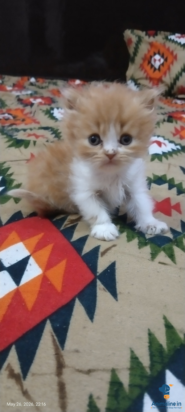 2 month persian female kitten