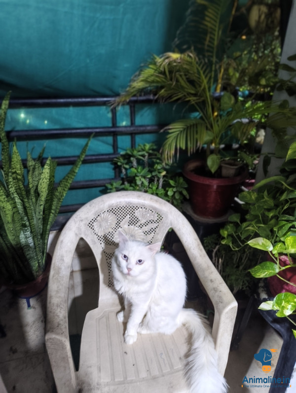 2 year old male cat