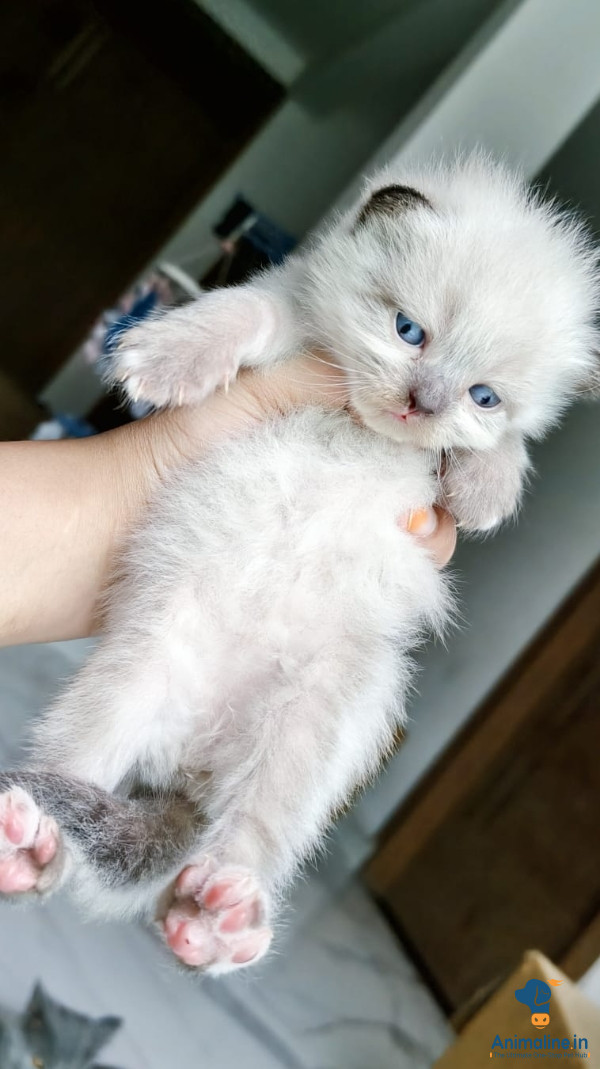 "Cute Kittens himalayan – 14 Available, Healthy & Playful