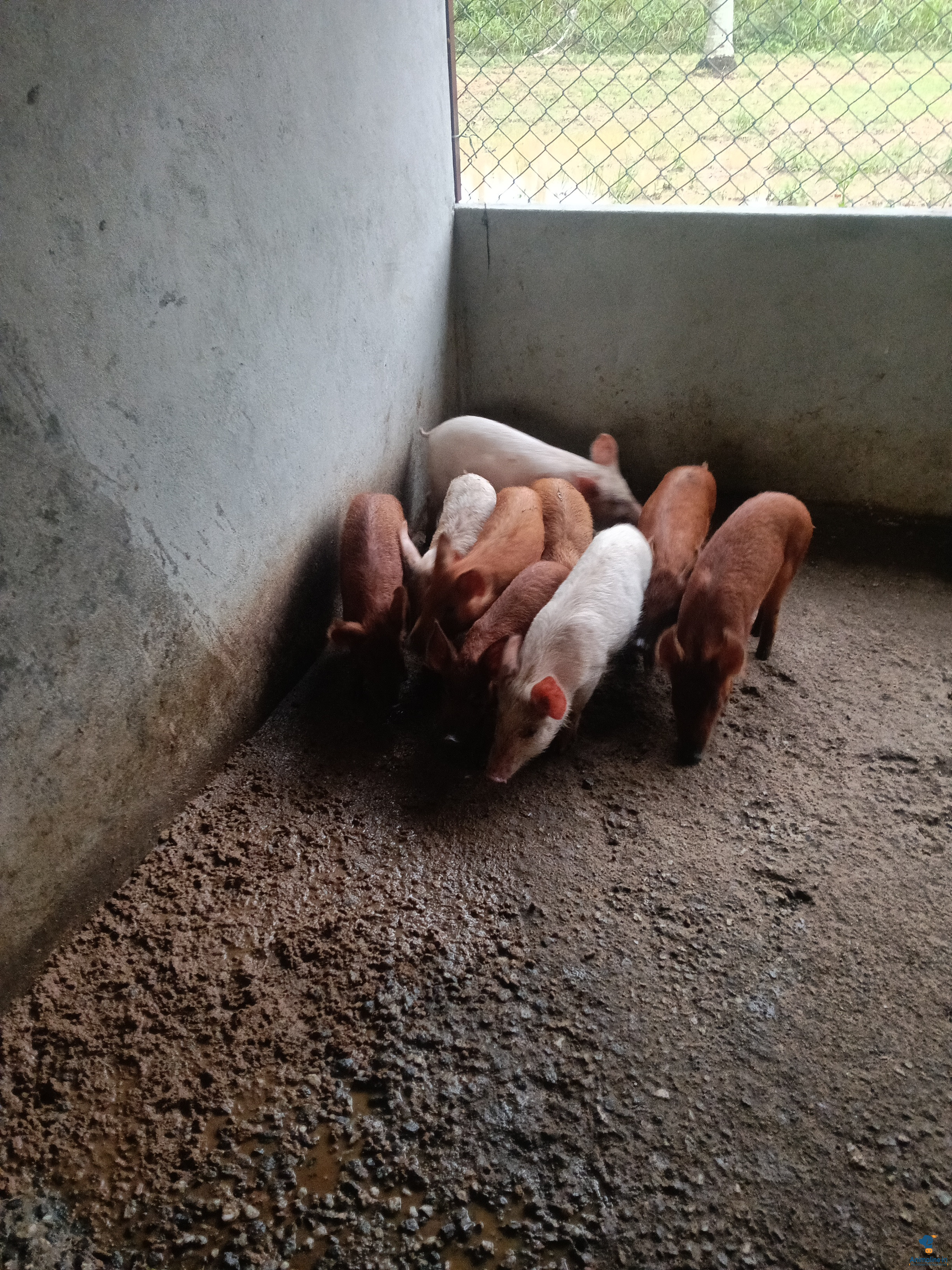 ಮಾರಾಟಕ್ಕಿದೆ ಆರೋಗ್ಯಕರ ಪುರುಷ ಮತ್ತು ಮಹಿಳೆ Duroc