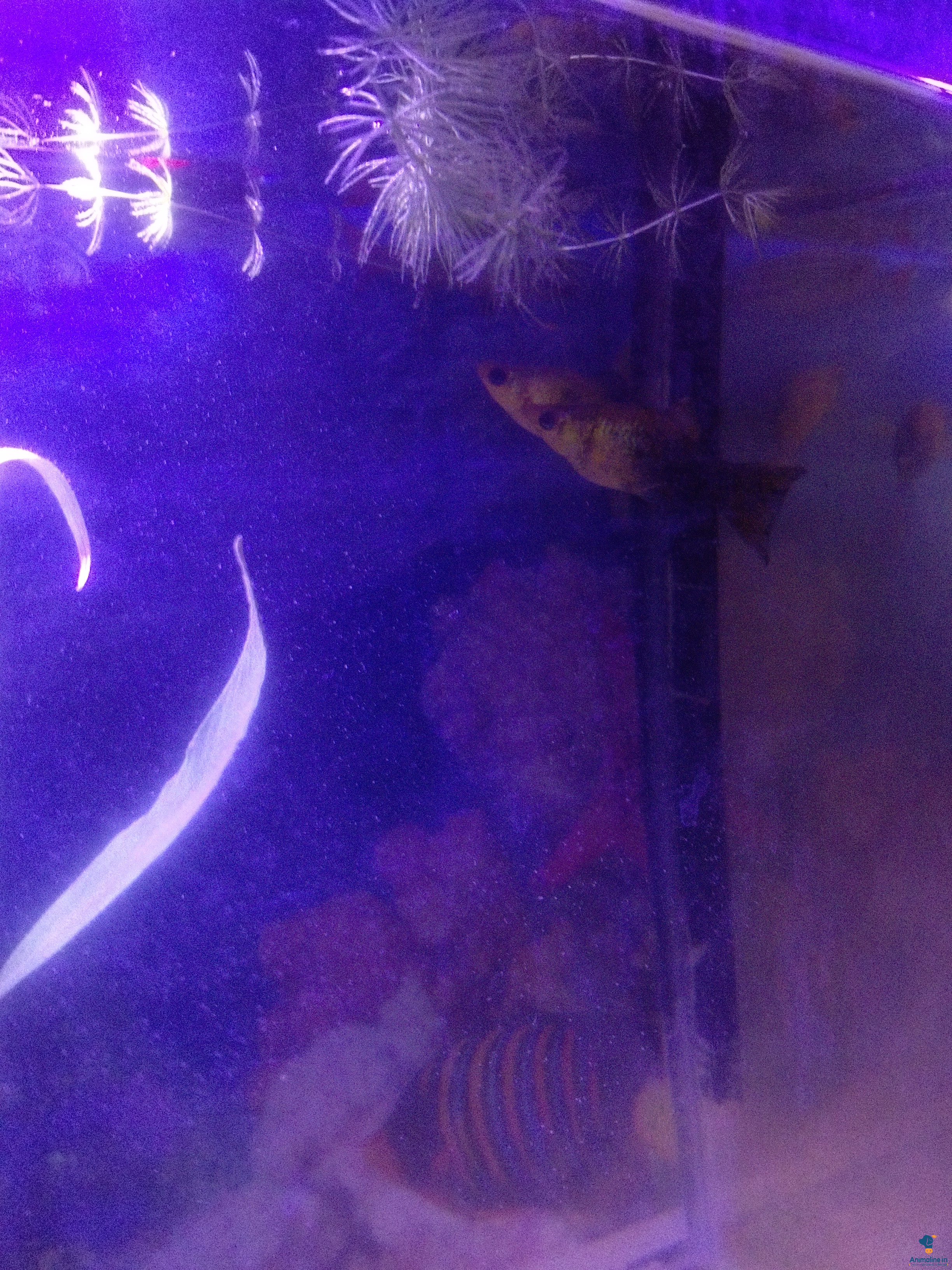 2 month old fish 