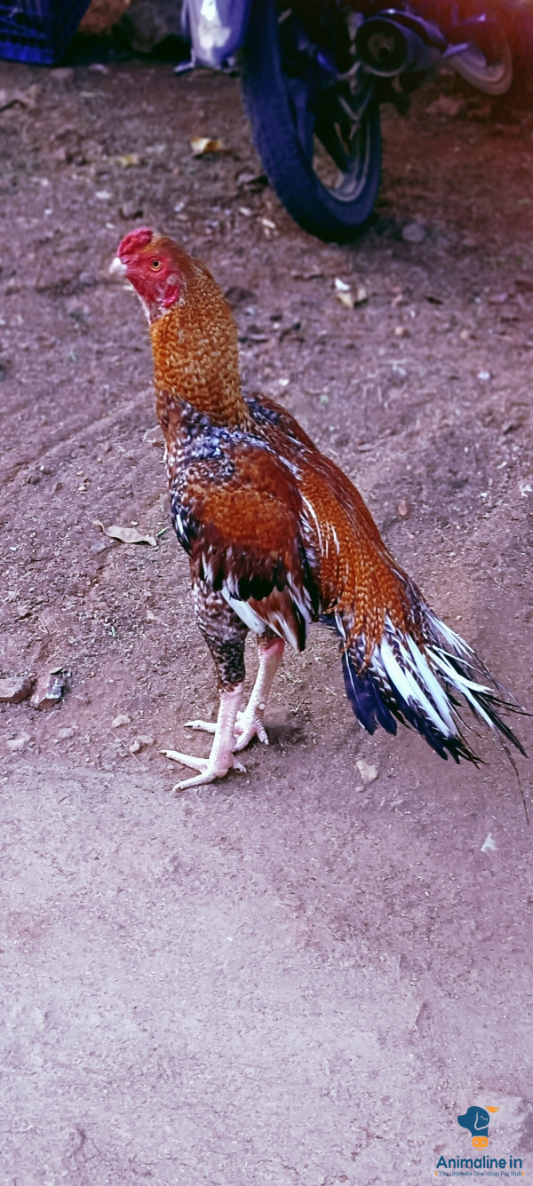 Fitar bird 