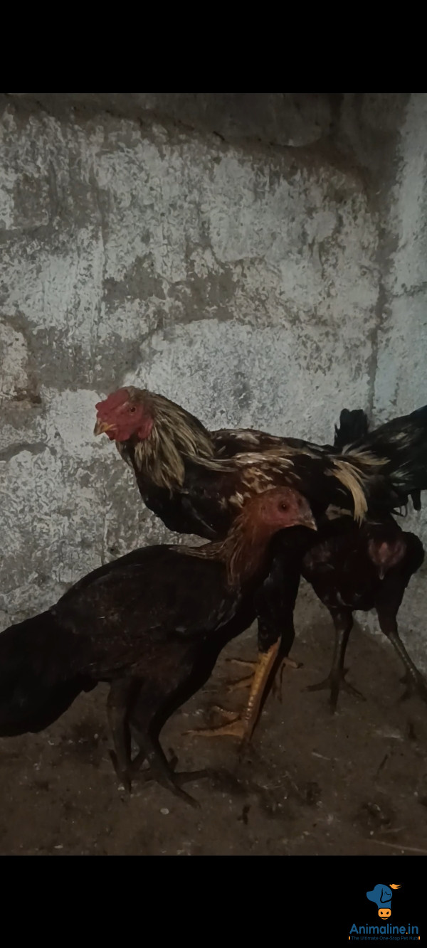 ಮಾರಾಟಕ್ಕಿದೆ ಆರೋಗ್ಯಕರ ಪುರುಷ ಮತ್ತು ಮಹಿಳೆ Aseel