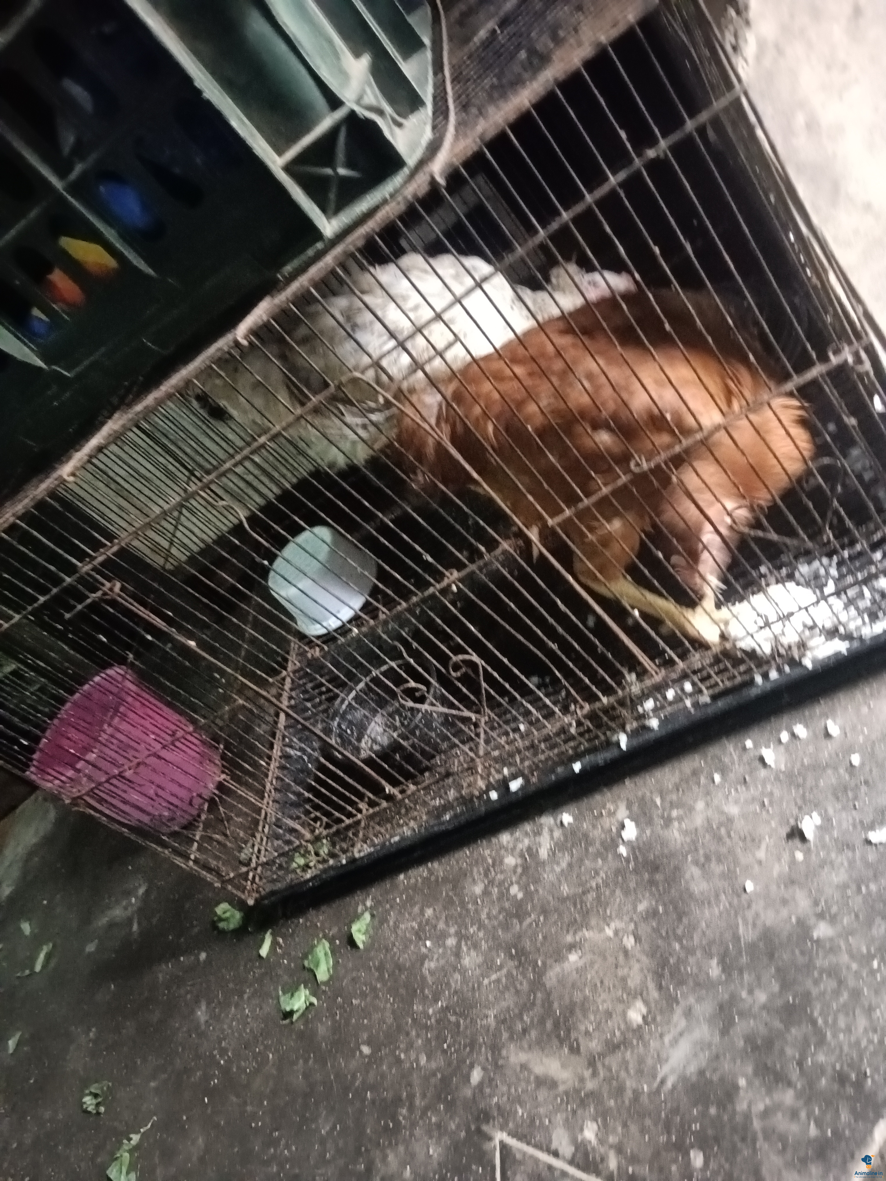 Healthy and Active Female Giriraja for Sale