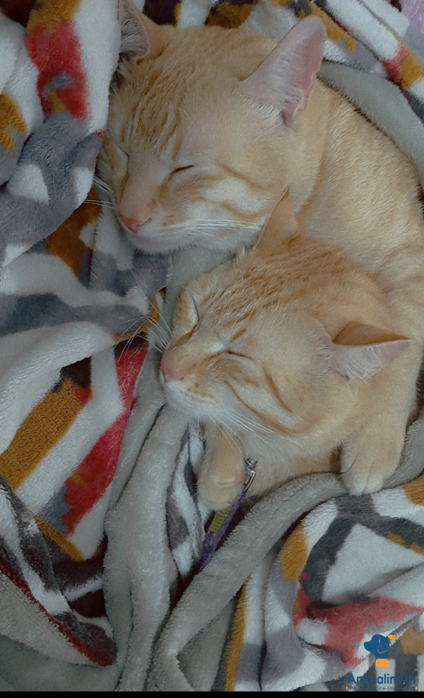 2 years male cat fully vaccinated 