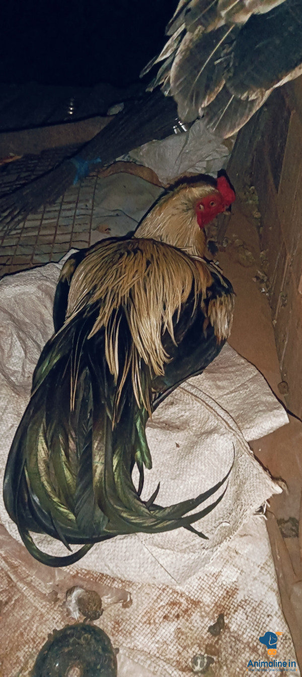 1 Year old male hen