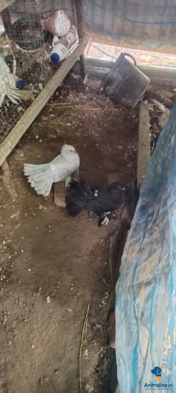 Premium  Bird for Adoption