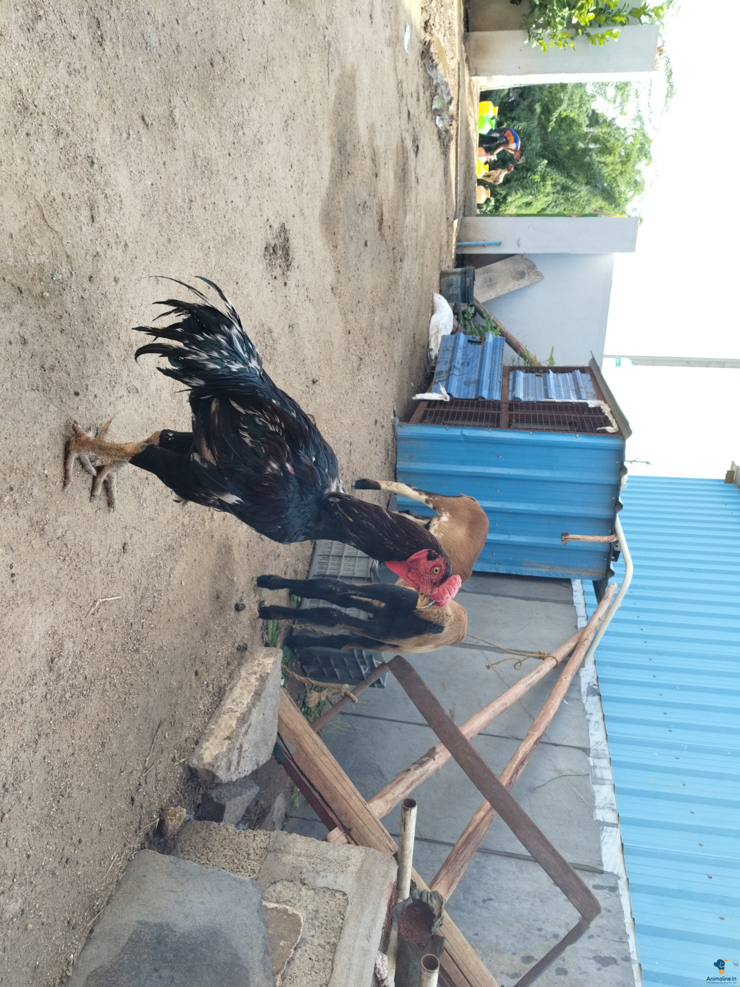 Badisi fitting cock