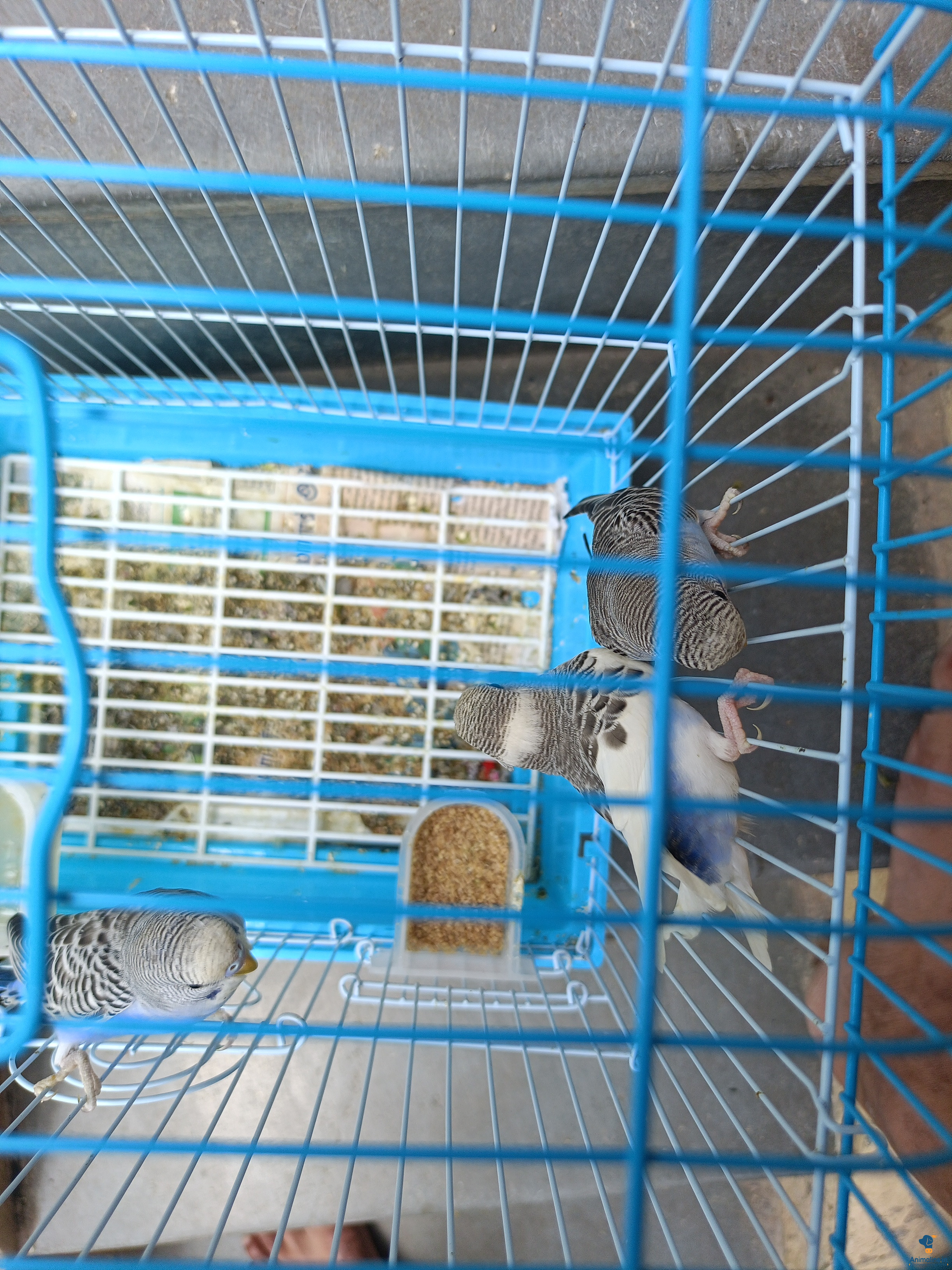 Love birds 
