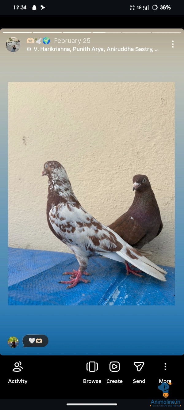 1 year pigion female and male 