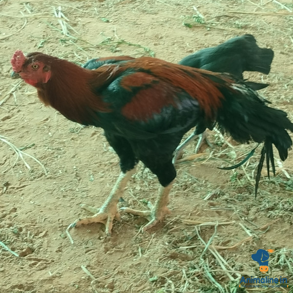 Healthy and Active Male Busra for Sale