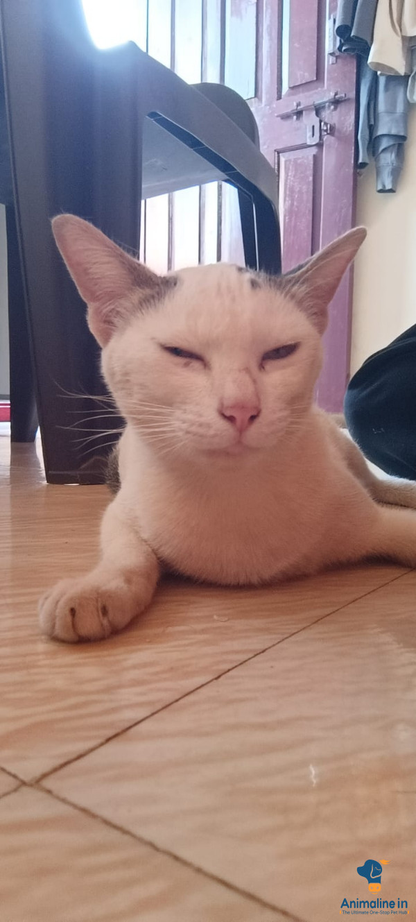 2 years best cat