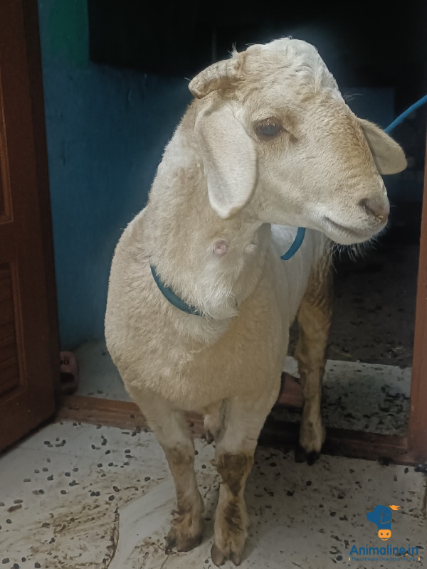Bannur sheep good health and full hitting and full fit