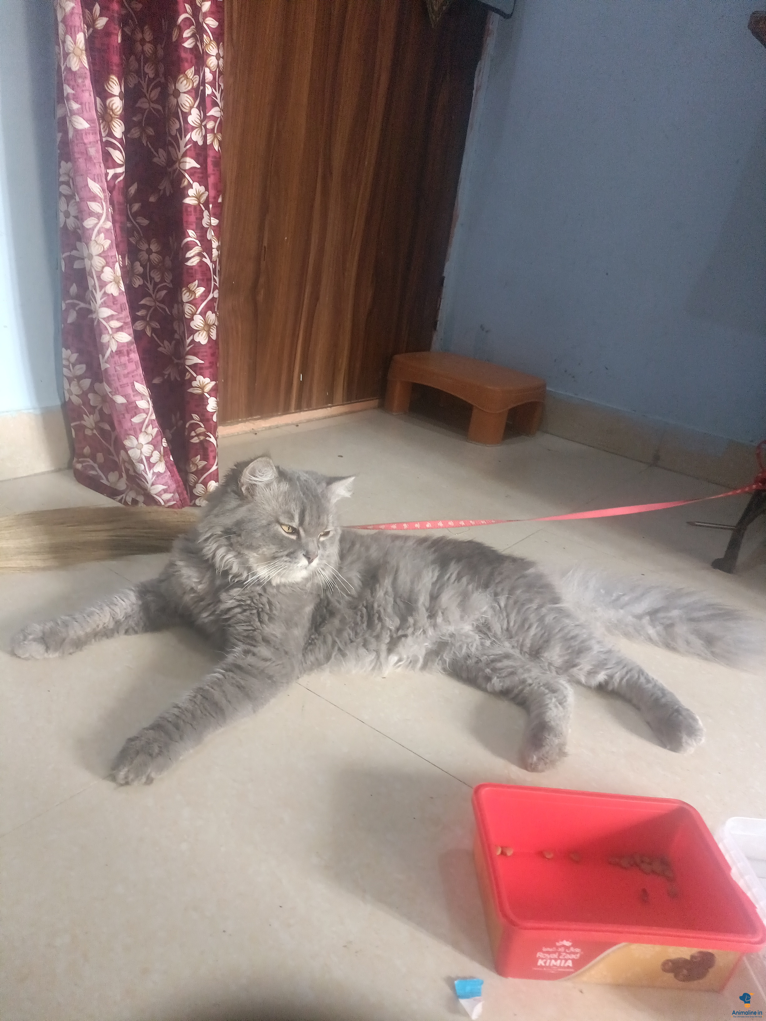 2year male cat