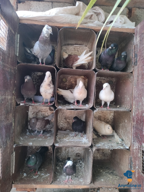 Premium  Bird for Adoption